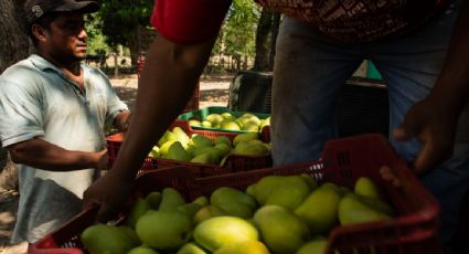 Secuestro de inspectores de EU en Michoacán también afecta al mango: Ken Salazar informa que dejará de supervisarse junto con el aguacate