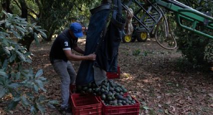 Michoacán estima que sanción de EU al aguacate y mango afecta al menos a 250 mil empleos