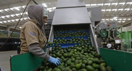 EU reinició este sábado las inspecciones de aguacate y mango en Michoacán, confirma el gobernador Ramírez Bedolla