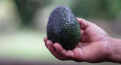 El aguacate ha subido 40% por la violencia y la suspensión de las exportaciones, denuncian pequeños comerciantes