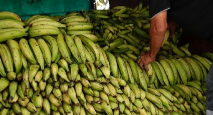 Grecia incauta 35 kilos de cocaína valorada en un millón de euros, escondida en contenedores de plátanos procedentes de Ecuador