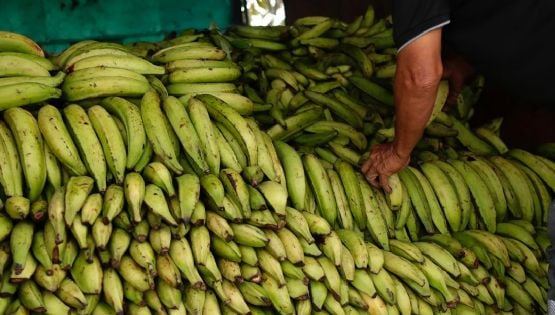 Grecia incauta 35 kilos de cocaína valorada en un millón de euros, escondida en contenedores de plátanos procedentes de Ecuador