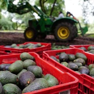 EU pide "implementación rigurosa" de certificación de aguacate que evite huertas ilegales en México