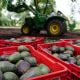 EU pide "implementación rigurosa" de certificación de aguacate que evite huertas ilegales en México