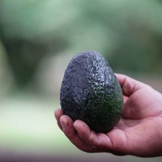 Aguacateros de EU temen ingreso de pestes tras retiro de inspectores de los plantíos mexicanos