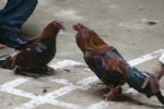 Chiapas suspende temporalmente peleas de gallos y carreras de caballos por violencia e inseguridad