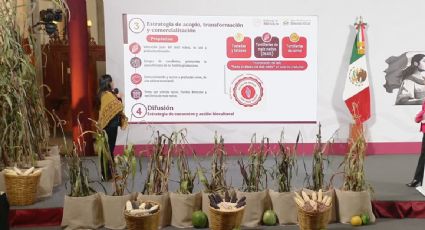 Gobierno de Sheinbaum presenta programa para conservar y comercializar el maíz nativo mexicano