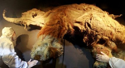 Logran la hazaña de analizar el ARN más antiguo del mundo de un mamut lanudo de hace 40 mil años