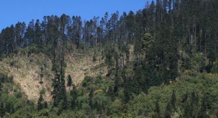 Diputados aumentarán pena a 20 años de prisión y multas de 1.3 millones de pesos por tala ilegal o invasión en áreas naturales protegidas
