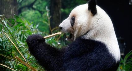 Japón devuelve pandas gemelos en medio de tensiones diplomáticas con China