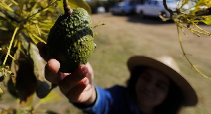 Productores de aguacate de Jalisco buscan nuevos mercados en Asia y Sudamérica para sus exportaciones por los aranceles de Trump