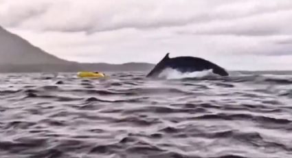 Hombre en kayak es tragado y escupido unos segundos después por una enorme ballena jorobada: “Pensé que había muerto”