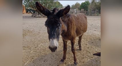 Reportan el robo de animales del santuario Burrolandia México; piden apoyo a las autoridades estatales y federales