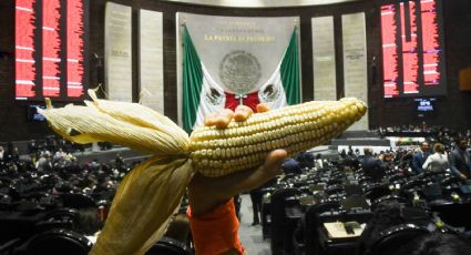 En Diputados, Morena pasa de la “penilla” al silencio en aprobación de reforma que prohíbe la siembra de maíz transgénico