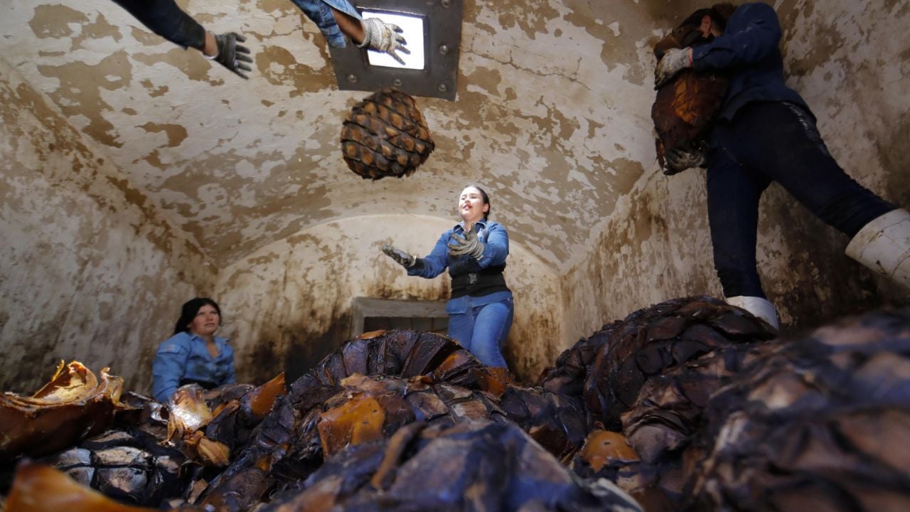 Desde la siembra del agave hasta la venta: la empresa tequilera de Tepatitlán que sólo contrata a mujeres