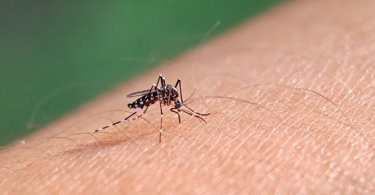 Sarampión, influenza y Covid son las enfermedades que más se podrían contagiar en el Mundial de futbol, pero las que transmiten los mosquitos también podrían crecer.