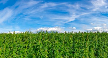 El cannabis legal florece en Marruecos, pero el mercado negro aún domina
