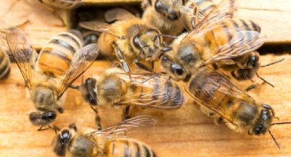 Ataque de abejas deja 24 heridos en Francia; hay tres personas en estado crítico