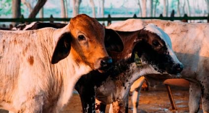 Yucatán confirma el primer caso de miasis por gusano barrenador en humanos en el estado