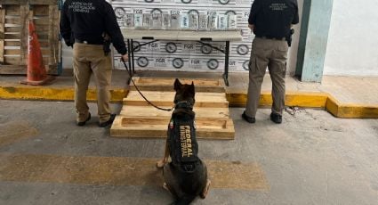 Perros entrenados en EU han apoyado en el aseguramiento de drogas en México, afirma el Departamento de Estado