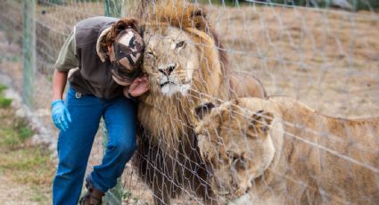 Trabajador de un zoológico es atacado por varios leones y muere frente a los turistas en Bangkok