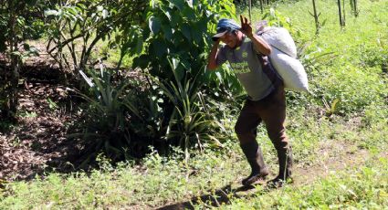 Migrantes haitianos, cubanos y venezolanos encuentran empleo en la cosecha de café en Chiapas