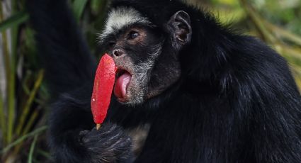 Reparten helados entre animales del zoológico de Río de Janeiro en medio de ola de calor récord