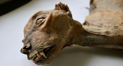 "Sin precedentes": momias y restos de chitas hallados en Arabia Saudita son únicos en el reino animal