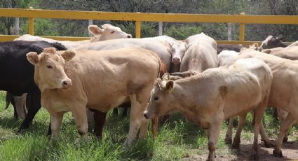 México fortalece la revisión de protocolos con Centroamérica para contener el gusano barrenador