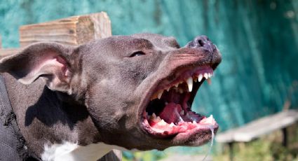 Al menos siete estudiantes resultan heridos por ataque de perros pitbull en secundaria de Veracruz