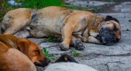 Muere perro en San Miguel de Allende luego de que niños le colocaran pirotecnia en su hocico; autoridades presentarán denuncia