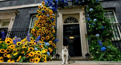 Cumple 15 años de servicio el gato Larry, jefe cazador de ratones de la Oficina del Gabinete británico