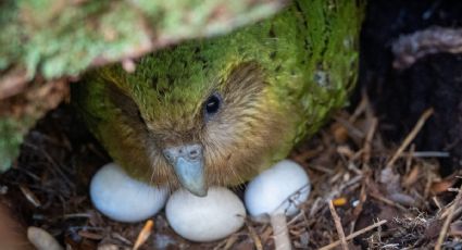 Buenas noticias en conservación: el loro kakapo podría tener una temporada récord de reproducción