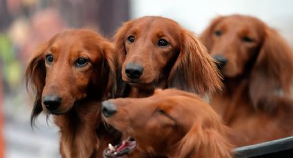 La pasión por el bulldog francés está a la baja en EU mientras los dachshunds van al alza