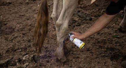 Llega el gusano barrenador a Guanajuato: registran el primer caso en una cabra de Apaseo el Grande