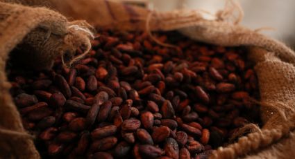 Caída en el precio del cacao en Ghana impulsa el crecimiento de la minería ilegal