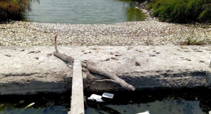 Reportan la muerte masiva de peces en límites de Veracruz y Tamaulipas; Conagua niega presencia de hidrocarburos