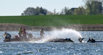Autopsia de la ballena "Timmy" no revela por qué quedó varado; será convertido en biocombustible