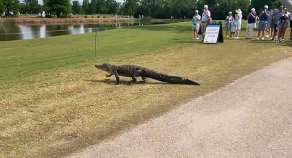 ¡Se roba el show! Cocodrilo aparece en pleno campo de golf e interrumpe por unos minutos el PGA Tour en Nueva Orleans