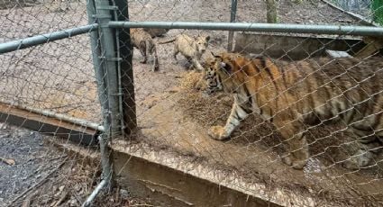 Detienen en Nuevo León a líder de célula del Cártel del Noroeste por "huachicol"; le aseguran armas y siete tigres