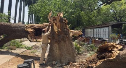 Mueren casi 100 personas en India por tormentas de polvo, lluvias intensas y rayos
