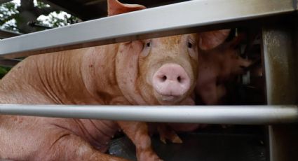 México suspende algunas importaciones de cerdo desde EU tras detección del virus de pseudorrabia