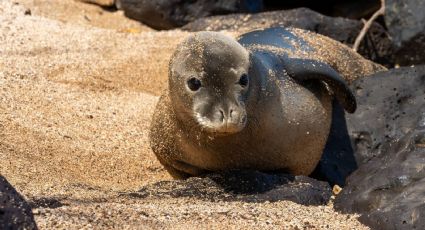 Arrestan en Seattle a sujeto por arrojar una piedra contra foca monje en Hawaii