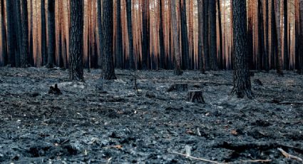 El Centro de Predicción Climática de EU prevé que El Niño podría empezar desde mayo