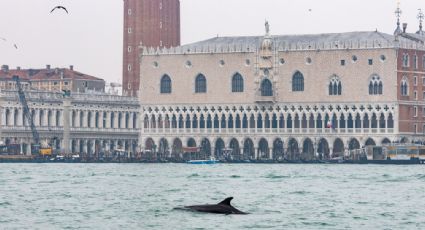 "No debemos transformarlo en mascota": Venecia cuida a "Mimmo", el delfín solitario que habita sus aguas