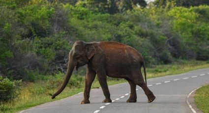 Tragedia en la India: turista muere tras quedar atrapada en medio de la pelea de dos elefantes en un santuario