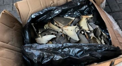 Dictan casi tres años de prisión a persona por intentar traficar dos toneladas de aletas de tiburón desde Colima a Filipinas