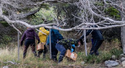 Investigadores en Argentina buscan a los roedores que pudieron causar el brote de hantavirus