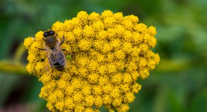 Proponen en Suiza elevar a rango constitucional la protección de las abejas