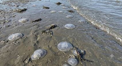 Se registra arribo masivo de medusas en playas de Oaxaca; estaría relacionado con las altas temperaturas, señalan expertos